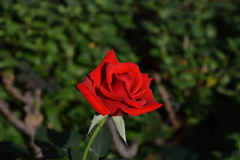 DSC_0112_s1600