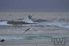 Screenshot-from-2018-01-06-18-01-47_PWP