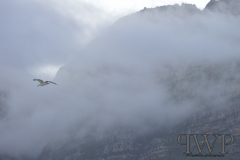 Screenshot-from-2018-01-06-18-02-26_PWP