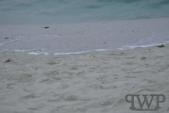 Screenshot-from-2018-01-06-18-02-50_PWP