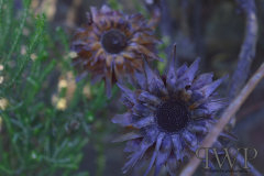 Screenshot-from-2018-01-06-18-13-51_PWP