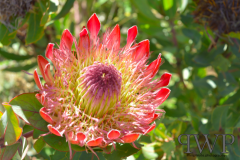 Screenshot-from-2018-01-06-18-14-21_PWP