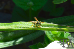 Screenshot-from-2018-01-06-18-18-45_PWP