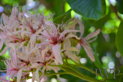 Screenshot-from-2018-01-06-18-20-36_PWP