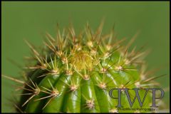 CactusCrown-PWP