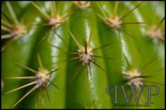 CactusFront-PWP