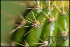 CactusSide-PWP