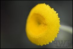 PWP-choice-assortment-02