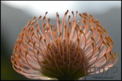 PWP-choice-assortment-03