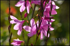 PWP-choice-assortment-04