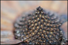 PWP-choice-assortment-05