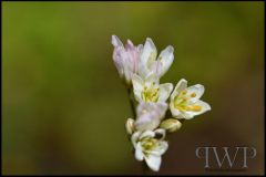 PWP-choice-assortment-08