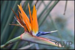 PWP-choice-assortment-10