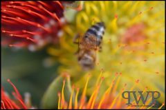 PWP-choice-assortment-11