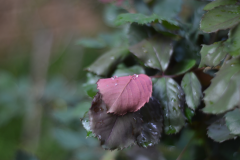 Screenshot-from-2017-10-01-19-23-05