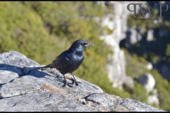 PhilipWoitePhotography_DSC_0296_1_1