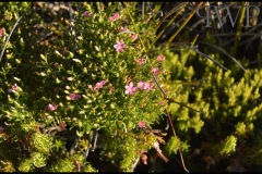 PhilipWoitePhotography_DSC_0336_1_1