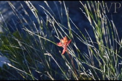 PhilipWoitePhotography_DSC_0344_1_1