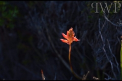 PhilipWoitePhotography_DSC_0361_1_1