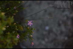 PhilipWoitePhotography_DSC_0374_1_1