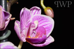 DSC_0254-800px-PWP