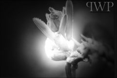 involuntaryisolation-800px-PWP_13