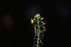 DSC_0016_scaled_800-e1506011456707