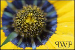 PWP_Kirstenbosch_105_2nd_01