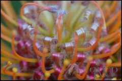 PWP_Kirstenbosch_105_2nd_02