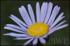 PWP_Kirstenbosch_105_2nd_03