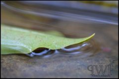 PWP_Kirstenbosch_105_2nd_05