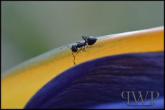 PWP_Kirstenbosch_105_2nd_06