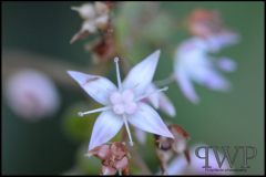 PWP_Kirstenbosch_105_2nd_07